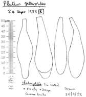 Image of Pluteus chrysophaeus (Schaeff.) Quél. 1872