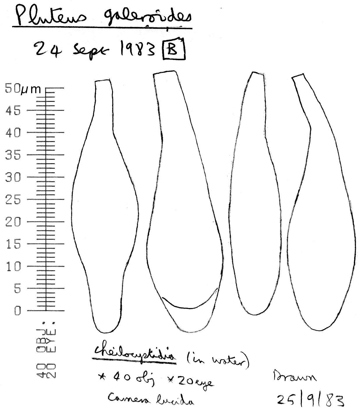 Imagem de Pluteus chrysophaeus (Schaeff.) Quél. 1872