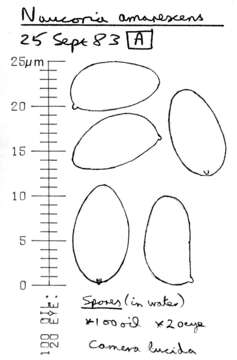 Image of Naucoria amarescens Quél. 1883