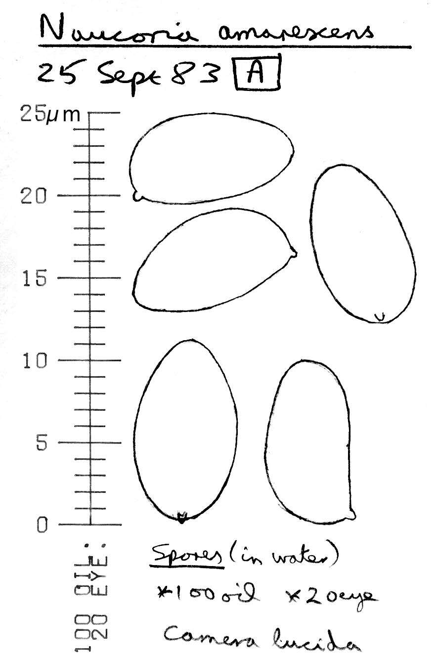 Image of Naucoria amarescens Quél. 1883