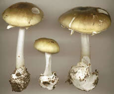 Image of Death cap