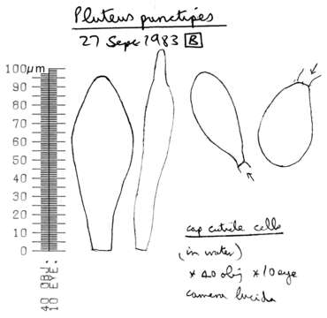 Image of Pluteus plautus (Weinm.) Gillet 1876