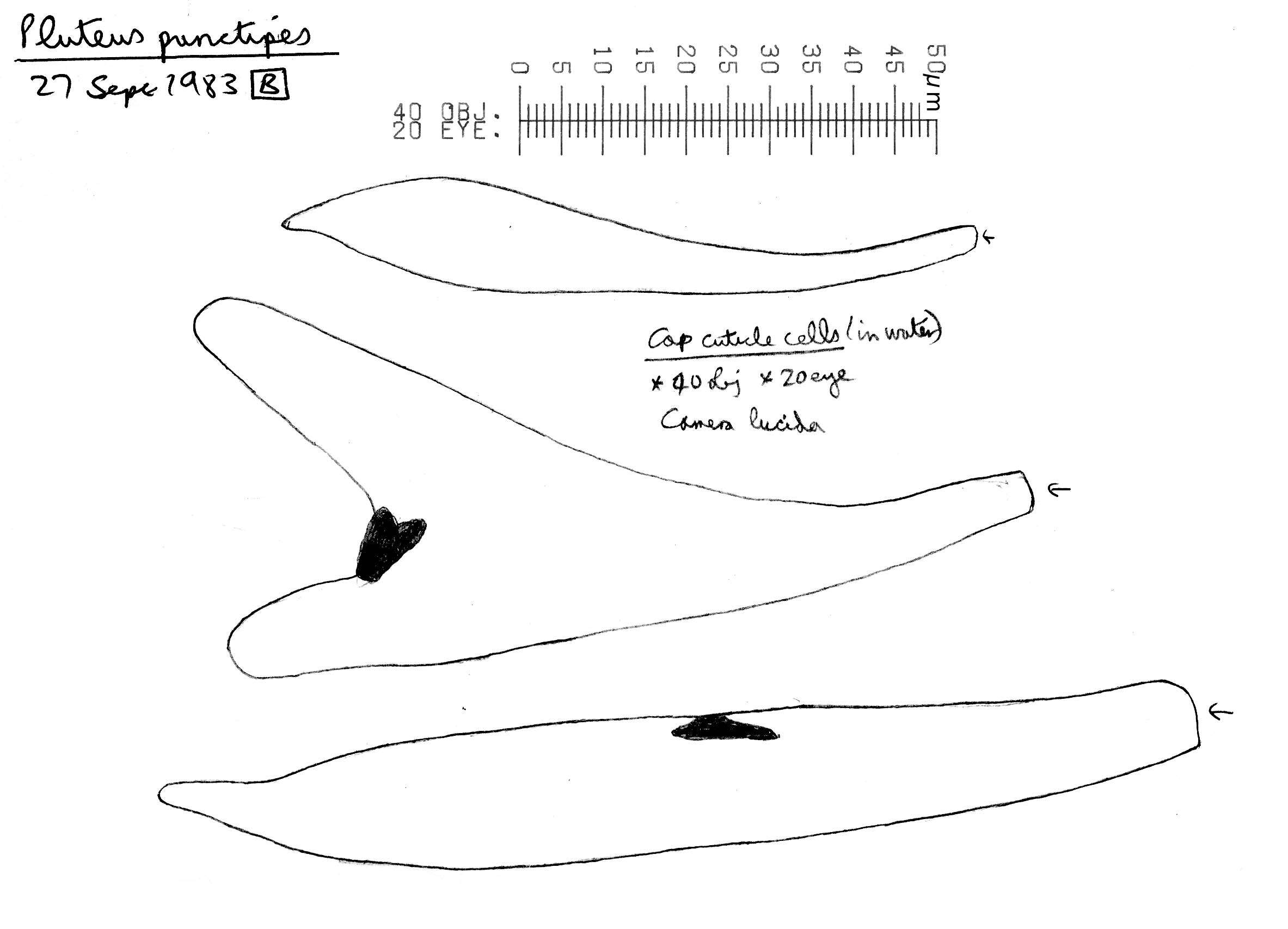 Image of Pluteus plautus (Weinm.) Gillet 1876