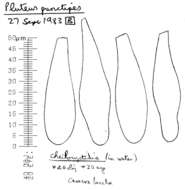 Image of Pluteus plautus (Weinm.) Gillet 1876