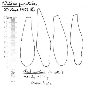 Image of Pluteus plautus (Weinm.) Gillet 1876