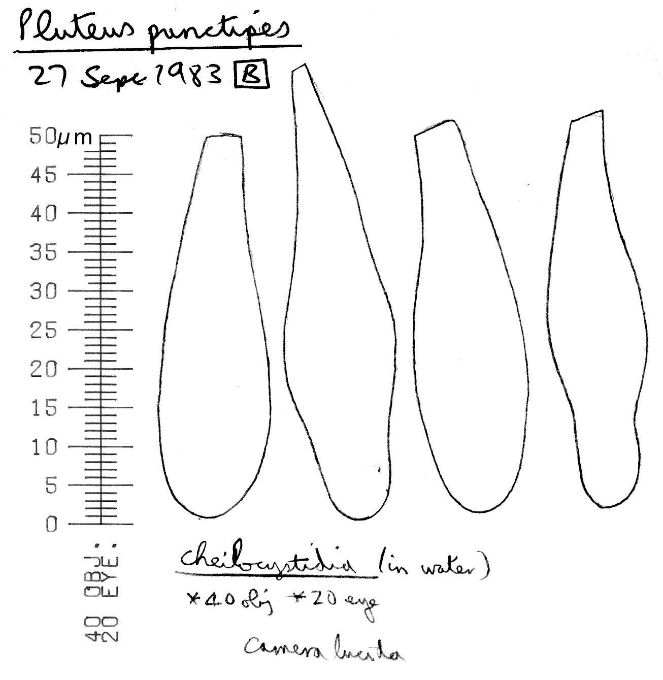 Image of Pluteus plautus (Weinm.) Gillet 1876