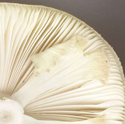 Image of Death cap