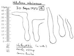 Image of Hebeloma radicosum (Bull.) Ricken 1911