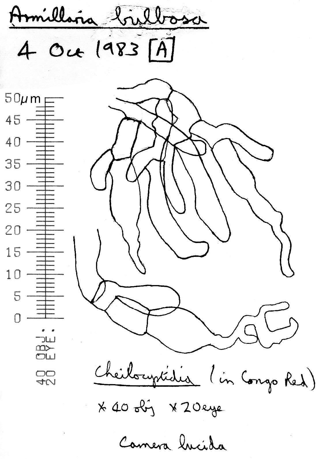 Image of Armillaria ostoyae (Romagn.) Herink 1973