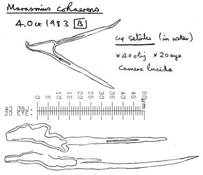 Image of Marasmius cohaerens (Pers.) Cooke & Quél. 1878