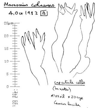 Image of Marasmius cohaerens (Pers.) Cooke & Quél. 1878