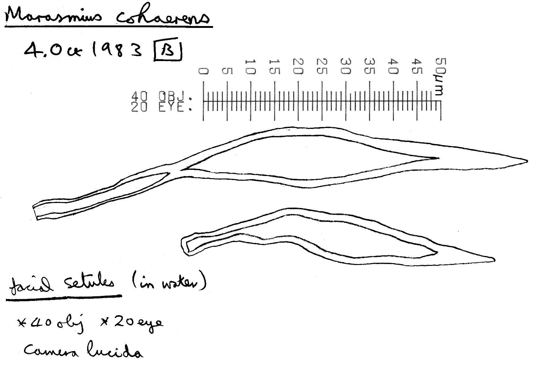 Image of Marasmius cohaerens (Pers.) Cooke & Quél. 1878