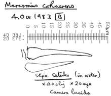 Image of Marasmius cohaerens (Pers.) Cooke & Quél. 1878