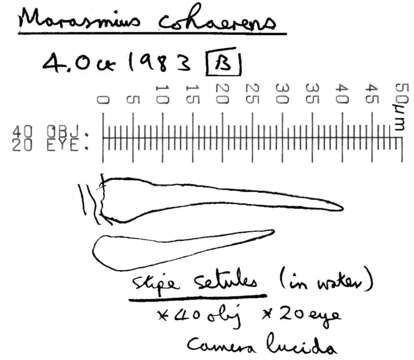 Image of Marasmius cohaerens (Pers.) Cooke & Quél. 1878