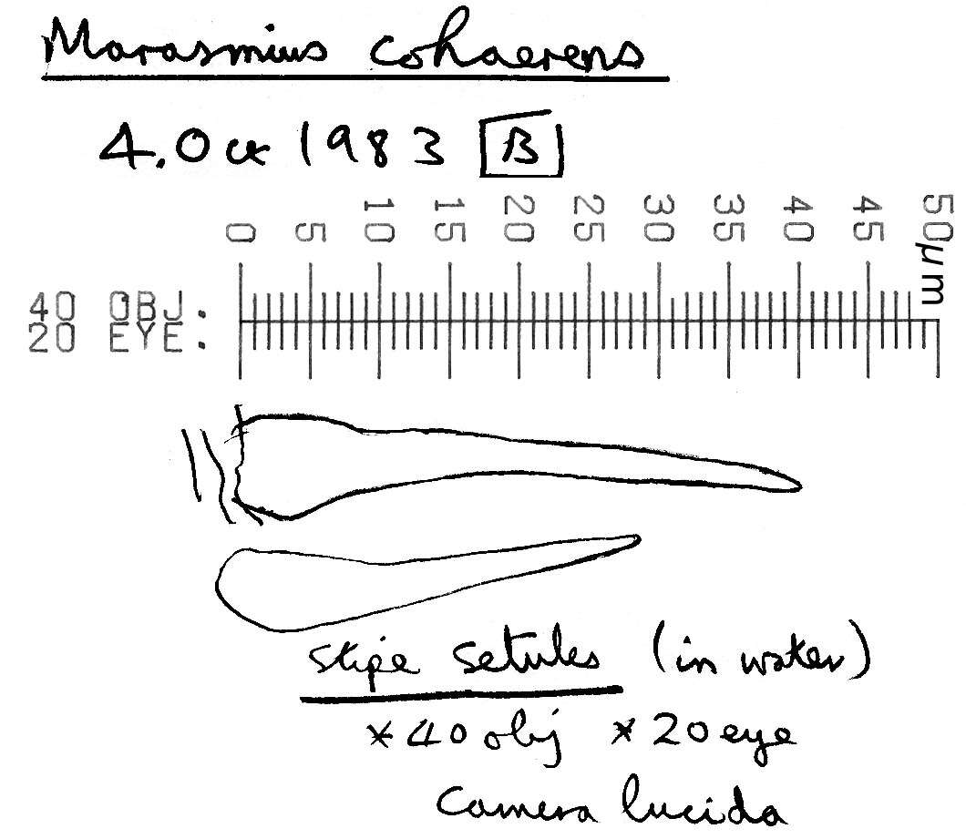 Image of Marasmius cohaerens (Pers.) Cooke & Quél. 1878