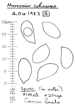 Image of Marasmius cohaerens (Pers.) Cooke & Quél. 1878