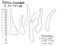 Image of Entoloma serrulatum (Fr.) Hesler 1967