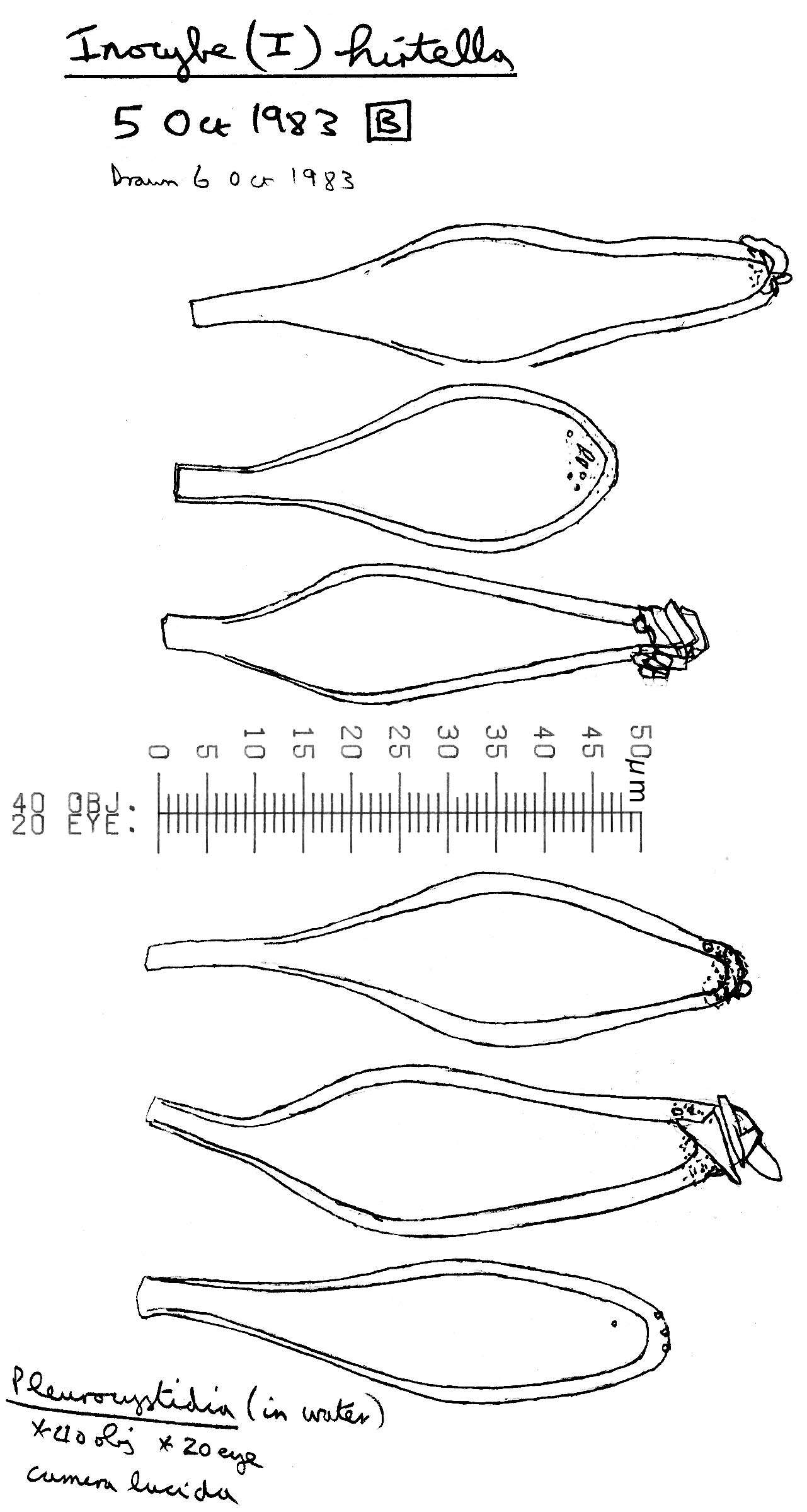 صورة Inocybe hirtella Bres. 1884