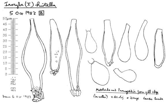 Image of Inocybe hirtella Bres. 1884