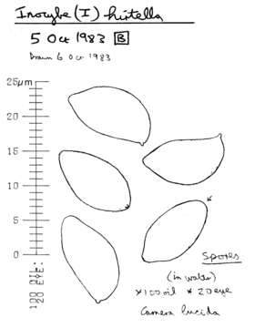 Image of Inocybe hirtella Bres. 1884