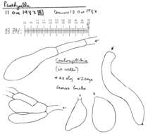 Image de Psathyrella olympiana A. H. Sm. 1941