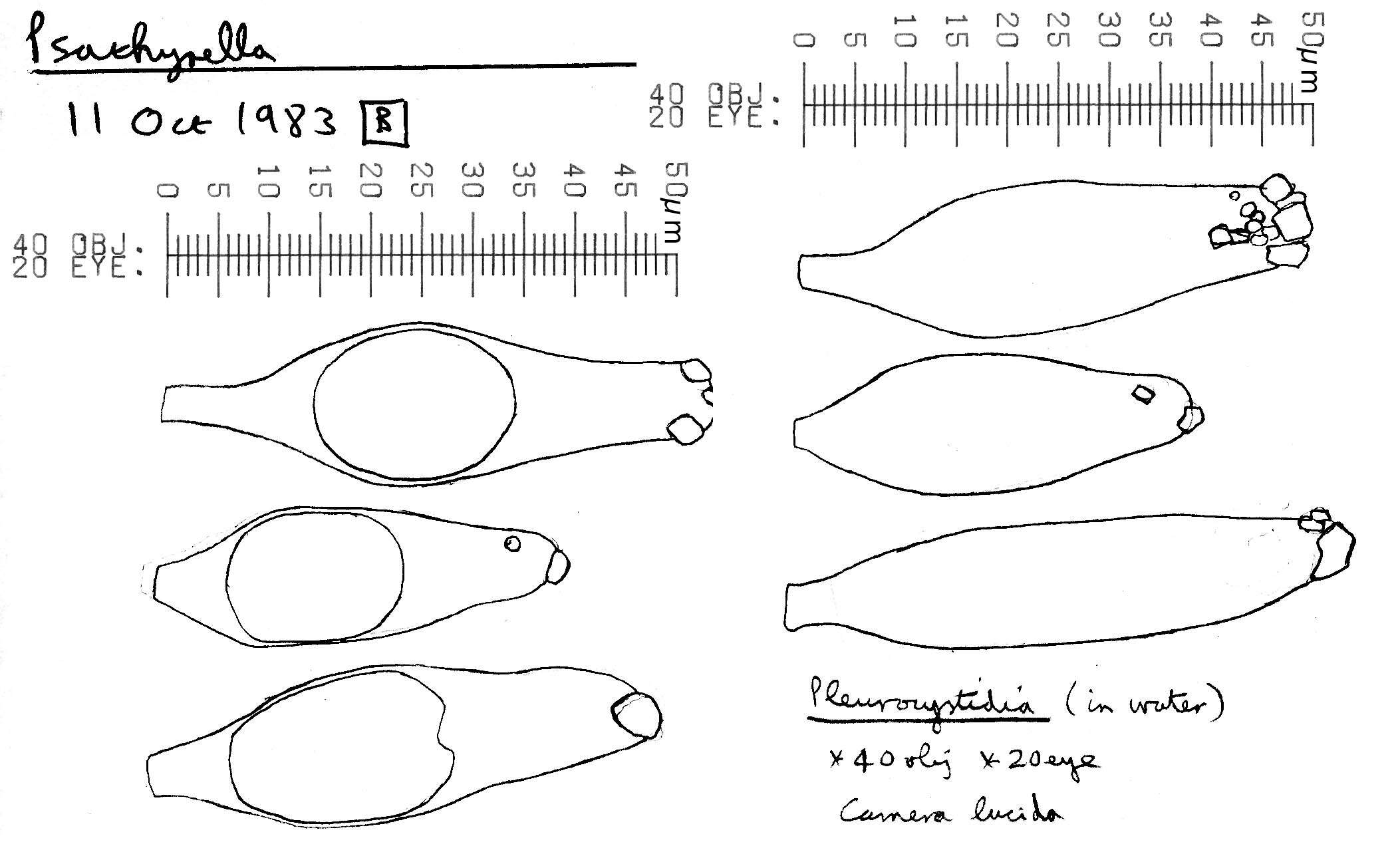 Image de Psathyrella olympiana A. H. Sm. 1941