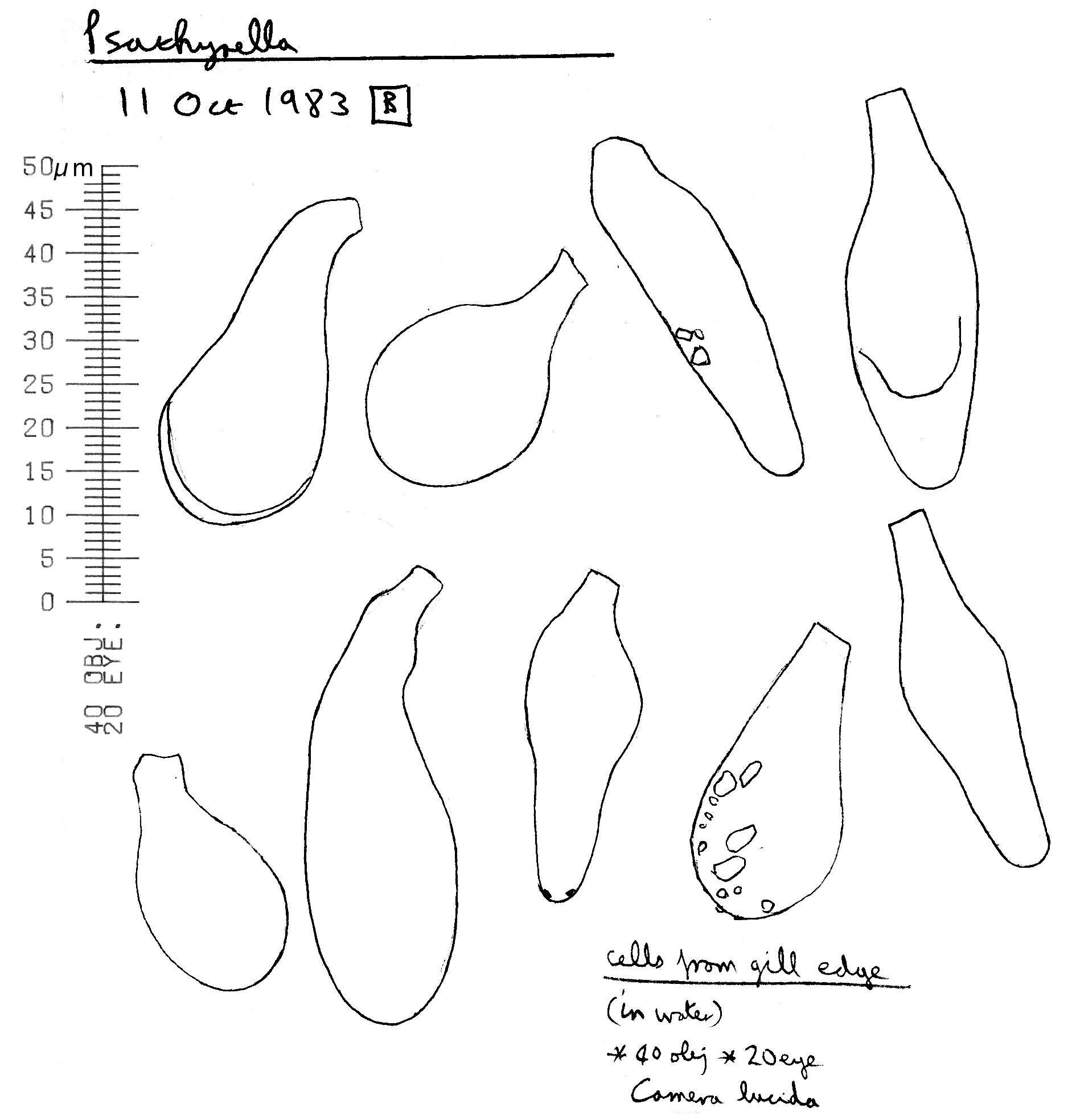 Image de Psathyrella olympiana A. H. Sm. 1941