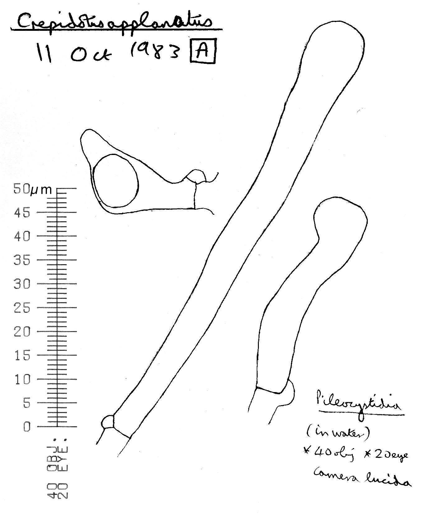 Image of Flat oysterling