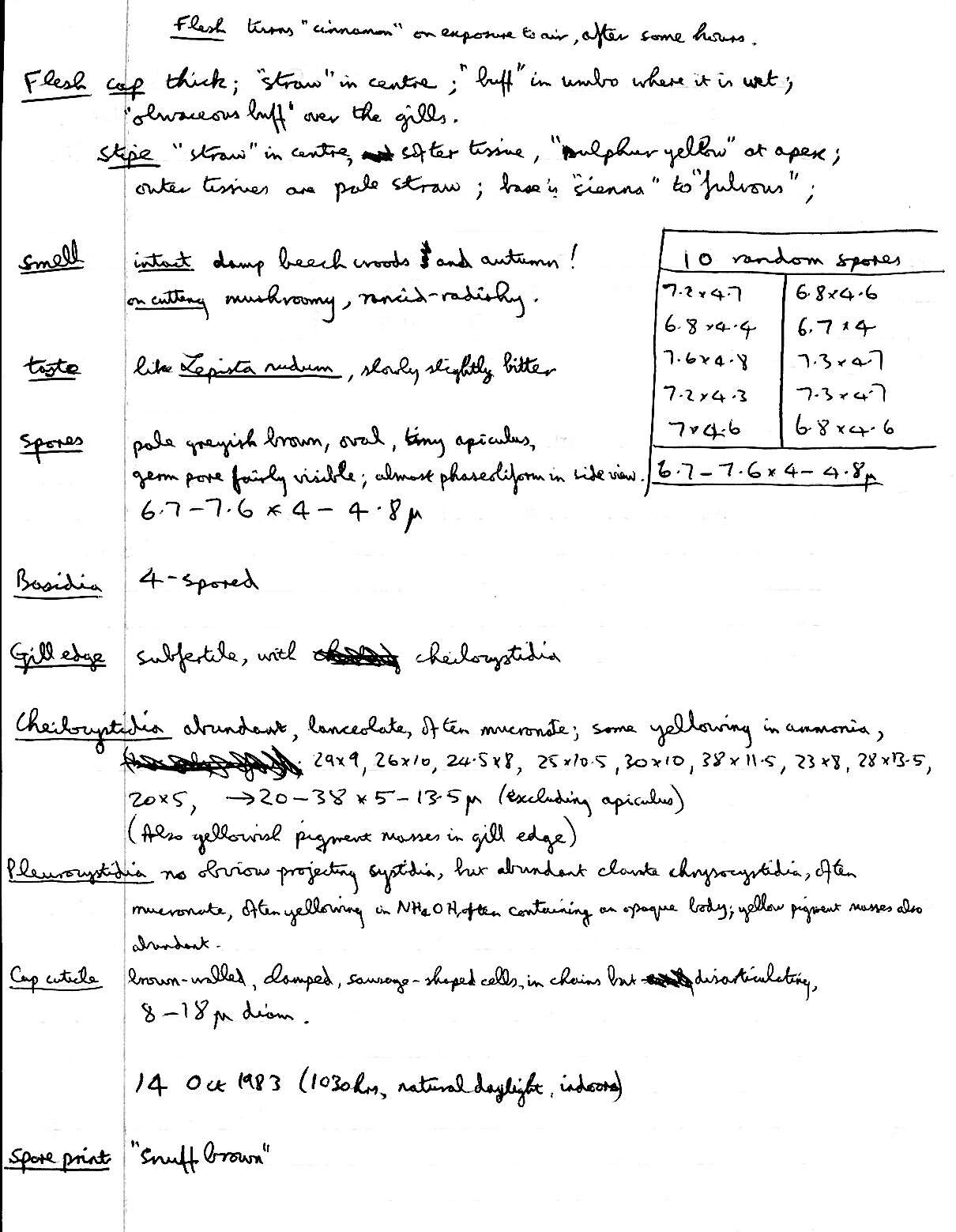 Image of shaggy scalycap