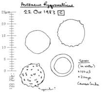 Image de Astrée hygrométrique