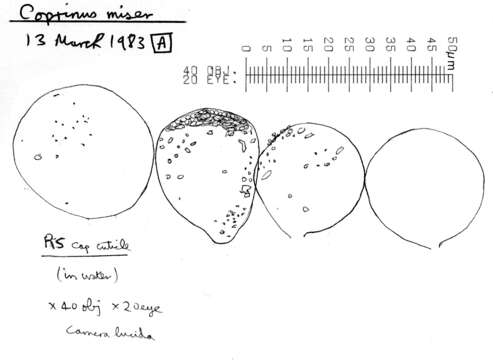 Image of Parasola misera (P. Karst.) Redhead, Vilgalys & Hopple 2001