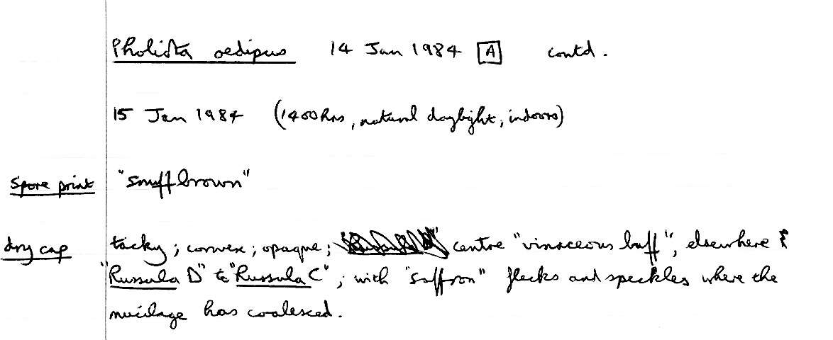 Plancia ëd Meottomyces dissimulans (Berk. & Broome) Vizzini 2008