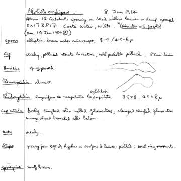 Plancia ëd Meottomyces dissimulans (Berk. & Broome) Vizzini 2008