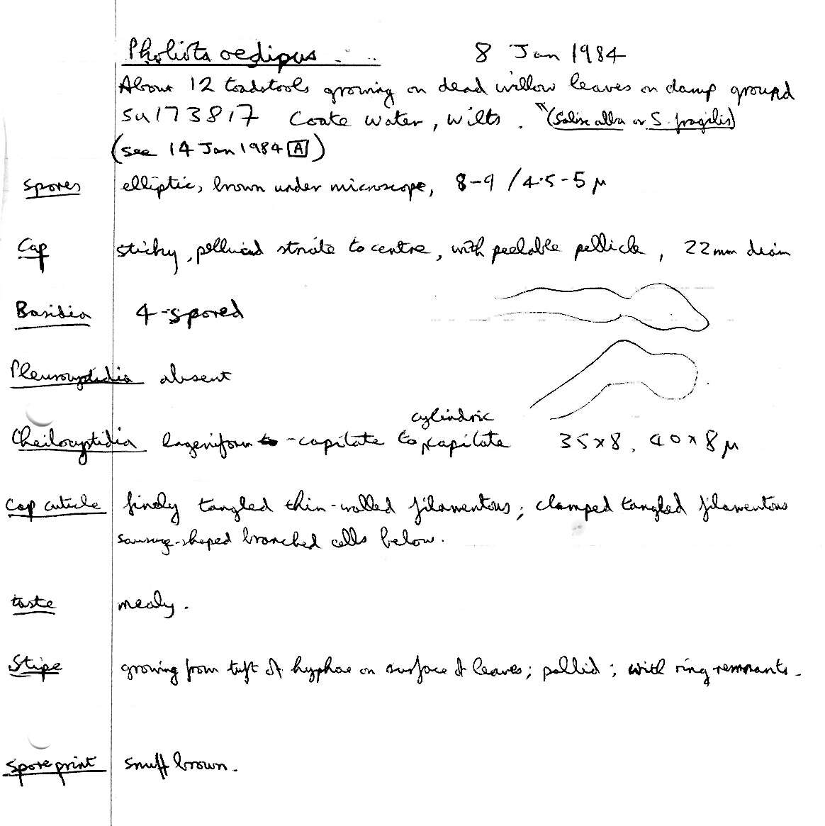 Plancia ëd Meottomyces dissimulans (Berk. & Broome) Vizzini 2008