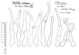 Plancia ëd Meottomyces dissimulans (Berk. & Broome) Vizzini 2008