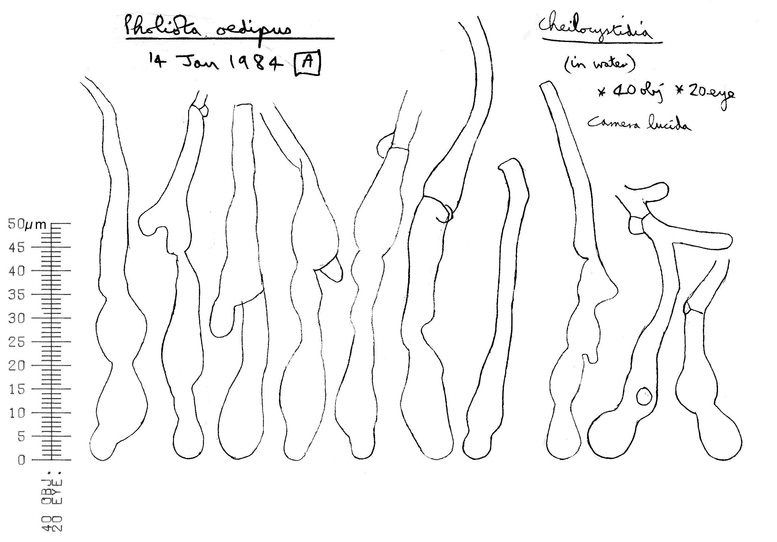 Plancia ëd Meottomyces dissimulans (Berk. & Broome) Vizzini 2008