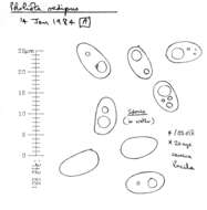 Plancia ëd Meottomyces dissimulans (Berk. & Broome) Vizzini 2008