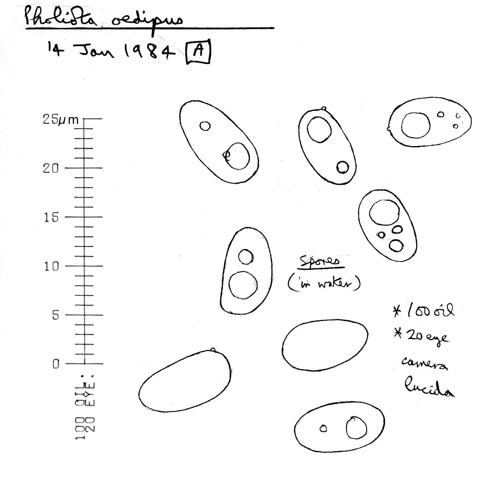 Plancia ëd Meottomyces dissimulans (Berk. & Broome) Vizzini 2008