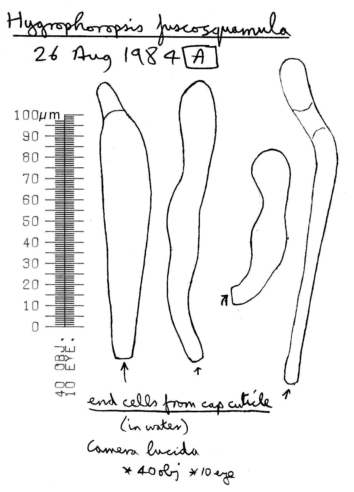 Image of Hygrophoropsis fuscosquamula P. D. Orton 1960