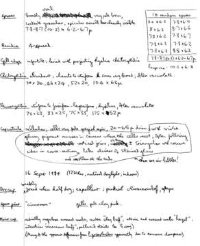 Image of Pluteus griseoluridus P. D. Orton 1984