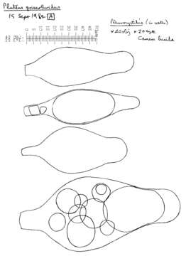 Image of Pluteus griseoluridus P. D. Orton 1984