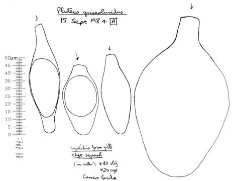 Image of Pluteus griseoluridus P. D. Orton 1984