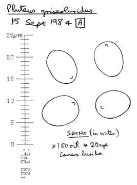 Image of Pluteus griseoluridus P. D. Orton 1984