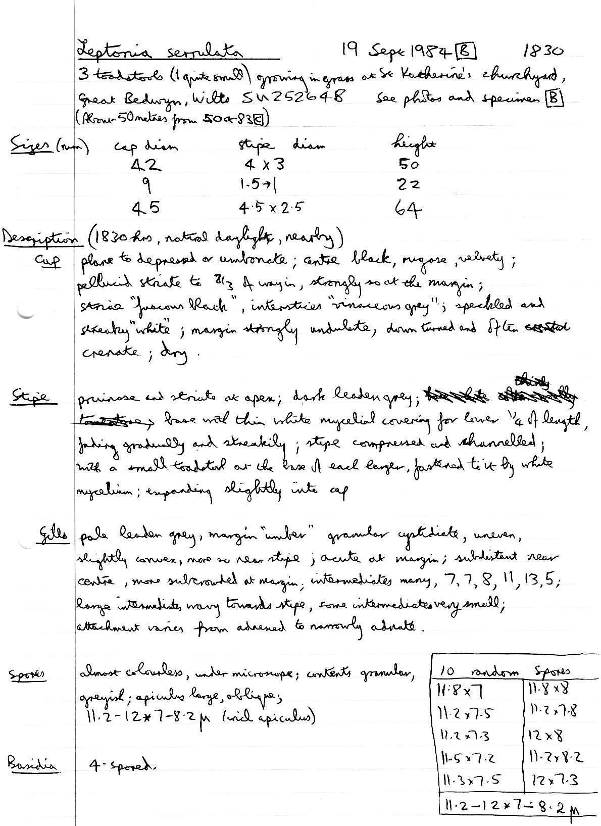 Image of Entoloma serrulatum (Fr.) Hesler 1967