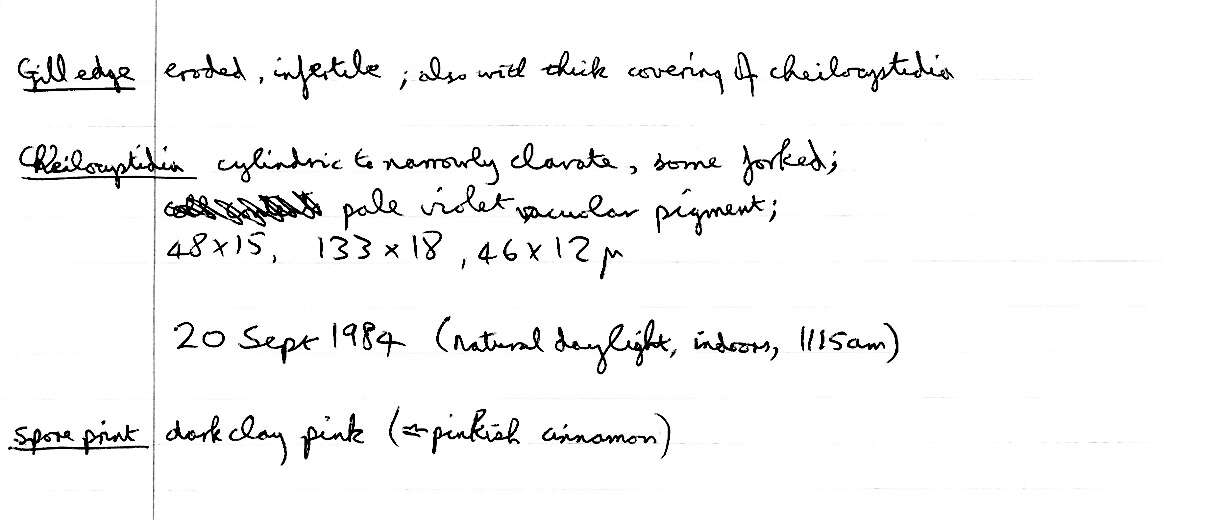 Image of Entoloma serrulatum (Fr.) Hesler 1967