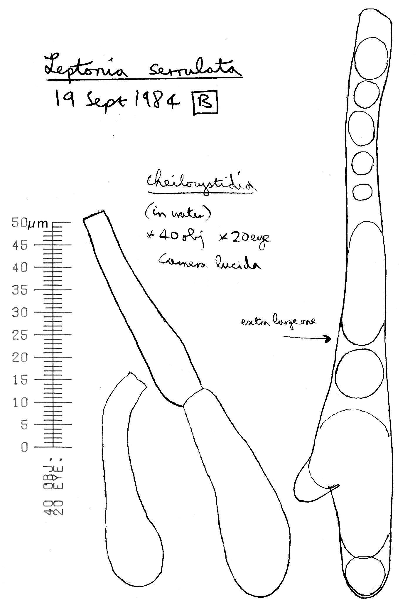 Image of Entoloma serrulatum (Fr.) Hesler 1967