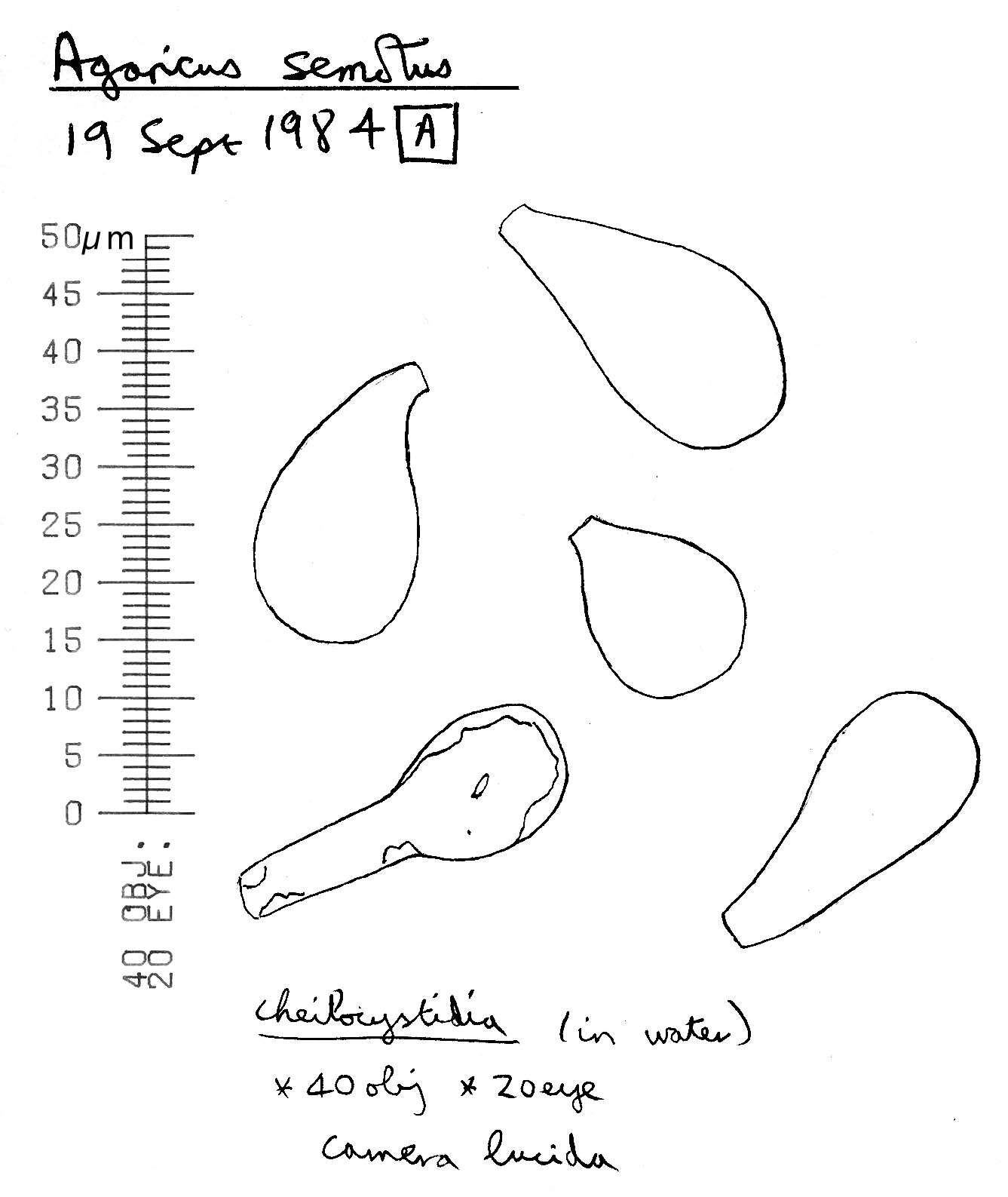 Image of Agaricus dulcidulus Schulzer 1874