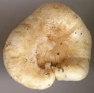 صورة Lactarius pubescens Fr. 1838