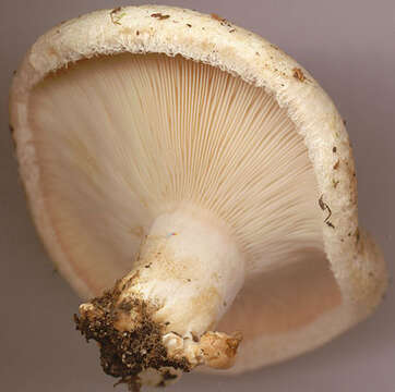 صورة Lactarius pubescens Fr. 1838