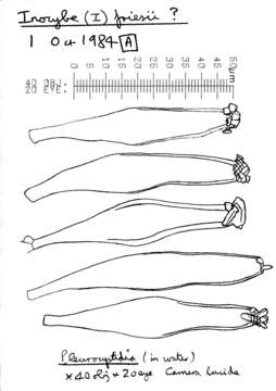 Image of Inocybe nitidiuscula (Britzelm.) Lapl. 1894